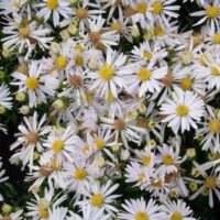 Aster dumosus Hvězdnice křovitá, Kristina, P 9