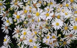 Aster dumosus Hvězdnice křovitá, Kristina, P 9