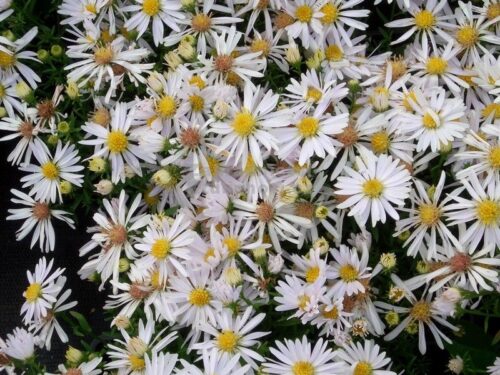 Aster dumosus Hvězdnice křovitá, Kristina, P 9 - Obrázek 1