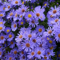 Aster dumosus Hvězdnice křovitá, Wood´s Light Blue, P9