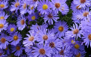 Aster dumosus Hvězdnice křovitá, Wood´s Light Blue, P9