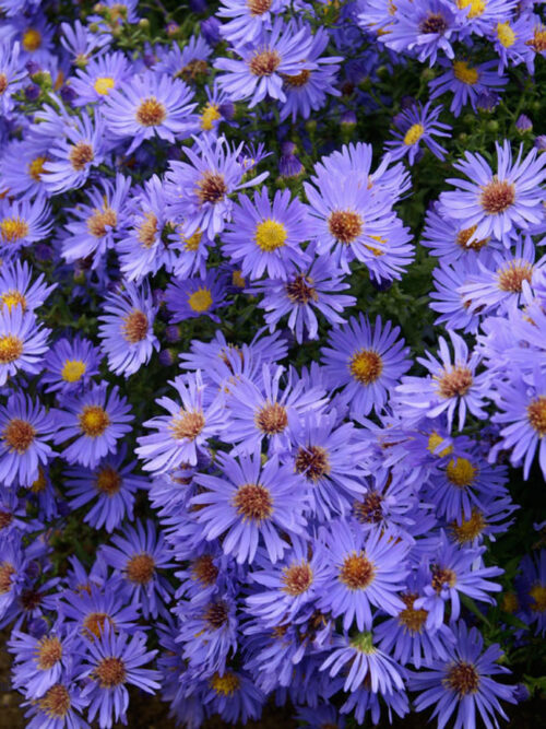 Aster dumosus Hvězdnice křovitá, Wood´s Light Blue, P9 - Image 1