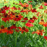 Helenium hybridum, Moerheim Beauty, záplevák, K 9