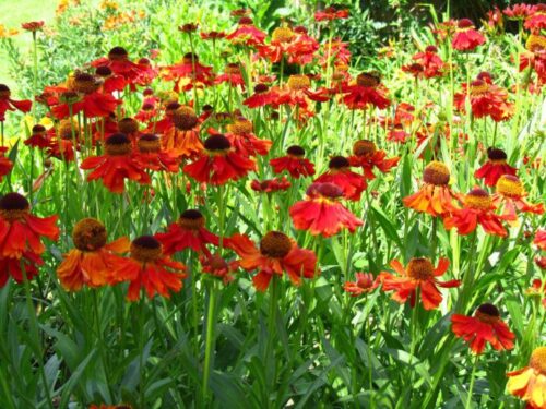 Helenium hybridum, Moerheim Beauty, záplevák, K 9 - Image 1
