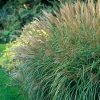 Miscanthus sinensis 'Adagio' - Kontejner 3 l