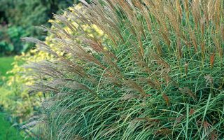Miscanthus sinensis 'Adagio'
