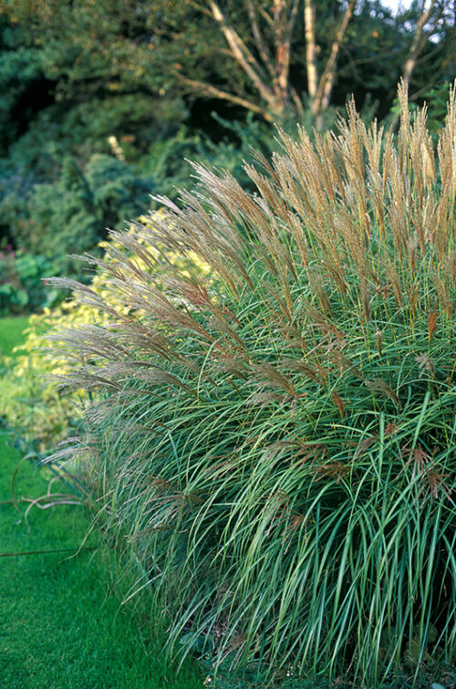 Miscanthus sinensis 'Adagio' - Obrázek 1