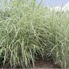 Miscanthus sinensis 'Cosmopolitan' - Kontejner 2l
