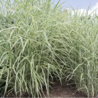 Miscanthus sinensis 'Cosmopolitan'
