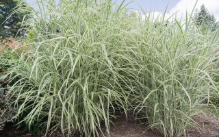 Miscanthus sinensis 'Cosmopolitan'