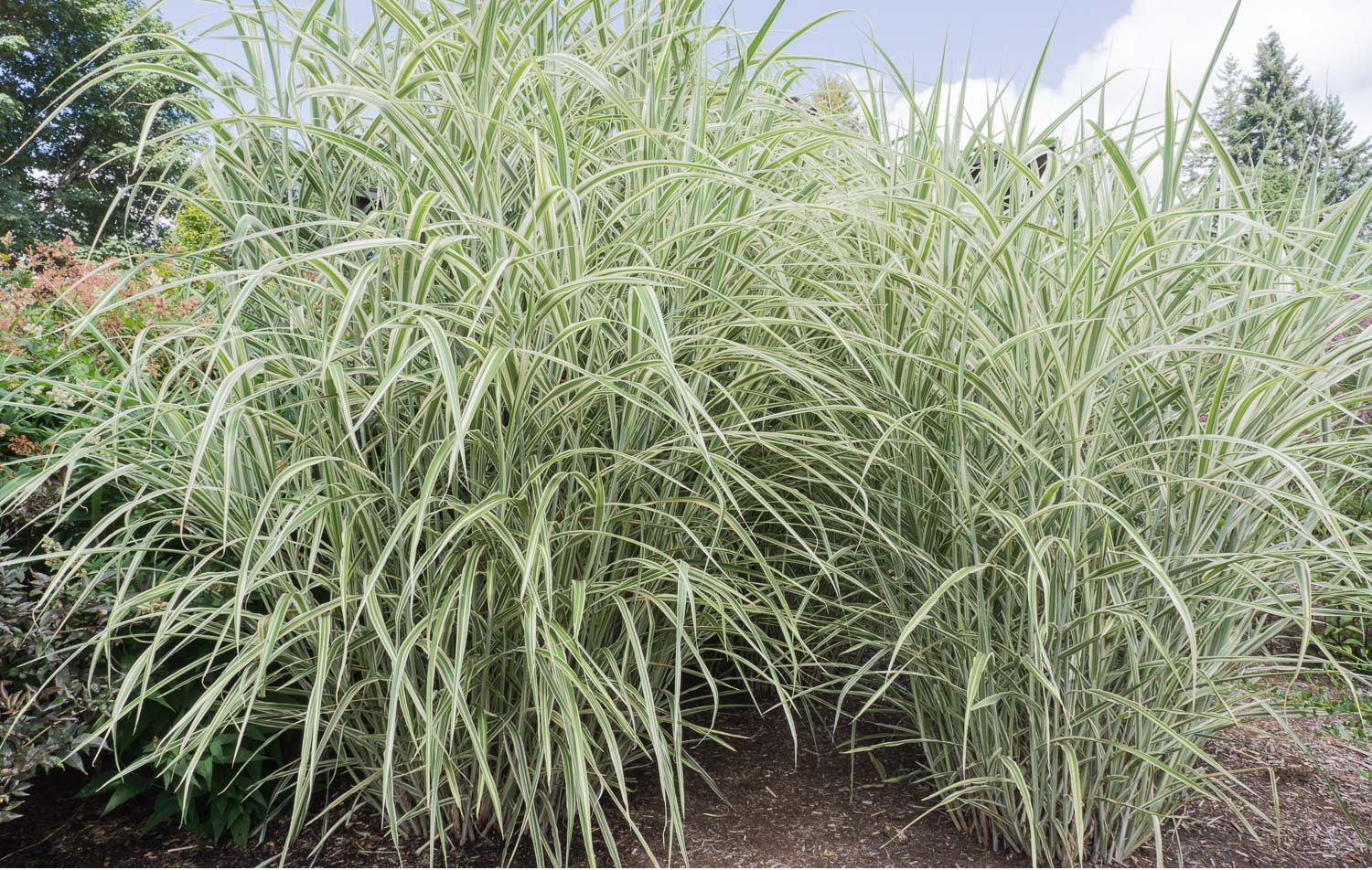 Miscanthus-Cosmopolitan Miscanthus sinensis 'Cosmopolitan' - Obrázek 1