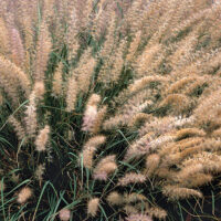 Pennisetum orientale