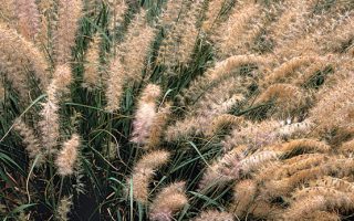 Pennisetum orientale