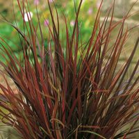 Uncinia rubra Firedance' – australská ohnivá tráva, P 9