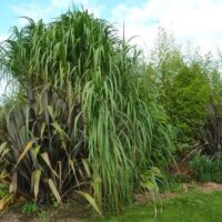 Miscanthus giganteus Floridulus – Ozdobnice obrovská, ko 5L