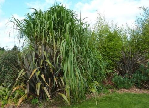 Miscanthus giganteus Floridulus – Ozdobnice obrovská, ko 5L - Obrázek 1
