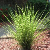 Miscanthus sinensis 'Gold Bar'