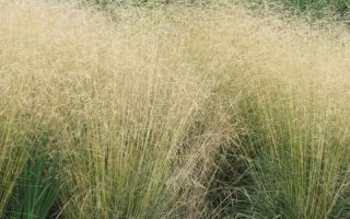 Deschampsia caespitosa Goldshleier K9