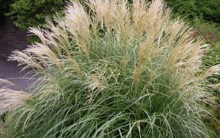 Deschampsia caespitosa Goldtau, K 9