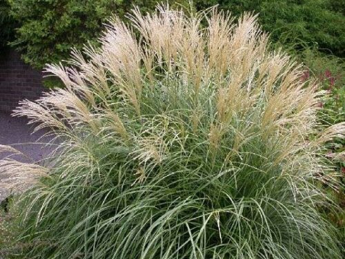 Deschampsia caespitosa Goldtau, K 9 - Obrázek 1