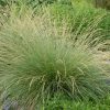 Festuca mairei - Kontejner 9 cm