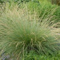 Festuca mairei