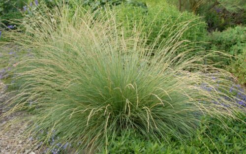 Festuca mairei - Image 1