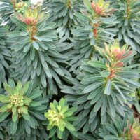 Euphorbia amygdaloides Pryšec mandloňovitý, Tiny Tym, P 12