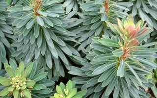 Euphorbia amygdaloides Pryšec mandloňovitý, Tiny Tym, P 12