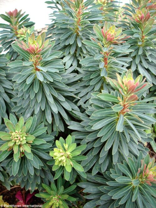 Euphorbia amygdaloides Pryšec mandloňovitý, Tiny Tym, P 12 - Obrázek 1