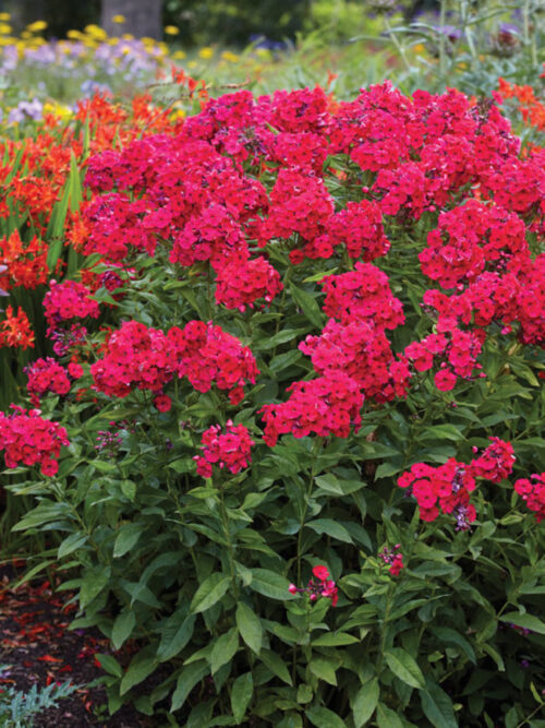 Phlox paniculata Red riding hood 12 - Obrázek 1