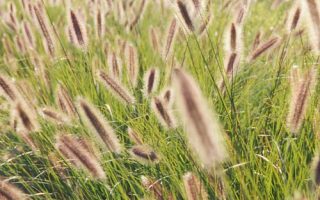 Pennisetum alopecuroides 'Japonicum'