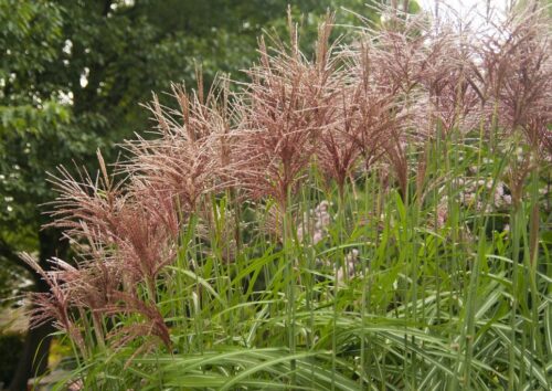 Miscanthus sinensis 'Malepartus' - Image 1