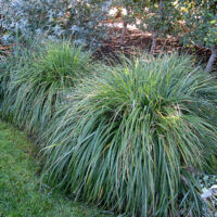 Pennisetum alopecuroides Moudry, ko1,5l