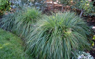 Pennisetum alopecuroides Moudry, ko1,5l