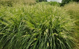 Deschampsia caespitosa 'Palava'
