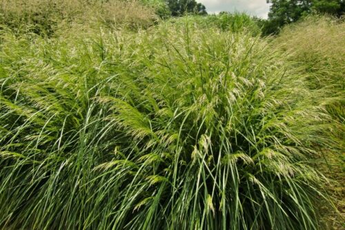 Deschampsia caespitosa 'Palava' - Obrázek 1