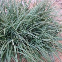 Carex flacca Ostřice chabá, K 9
