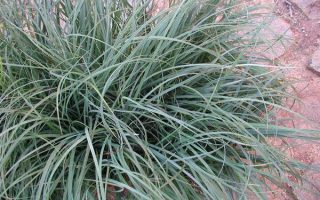 Carex flacca Ostřice chabá, K 9