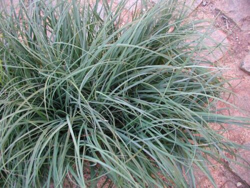 Carex flacca Ostřice chabá, K 9 - Obrázek 1