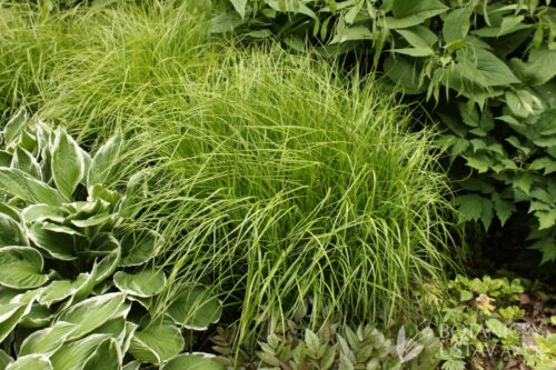 Carex muskingumensis - Image 1