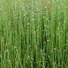Equisetum scirpoides - P11