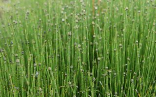 Equisetum scirpoides Přeslička skřípinovitá, vodní, trvalka, P 9