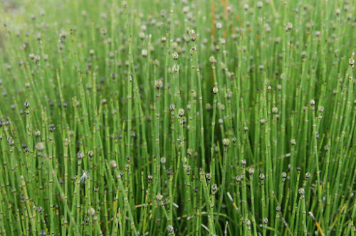 Equisetum scirpoides Přeslička skřípinovitá, vodní, trvalka, P 9 - Obrázek 1