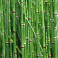 Equisetum japonicum Přeslička japonská – travina, P 9