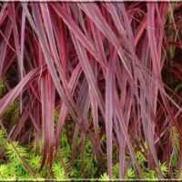 Miscanthus sinensis 'Purple Fall'