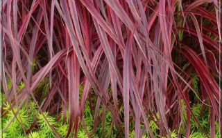 Miscanthus sinensis 'Purple Fall'
