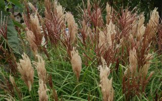 Miscanthus sinensis 'Rotsilber'