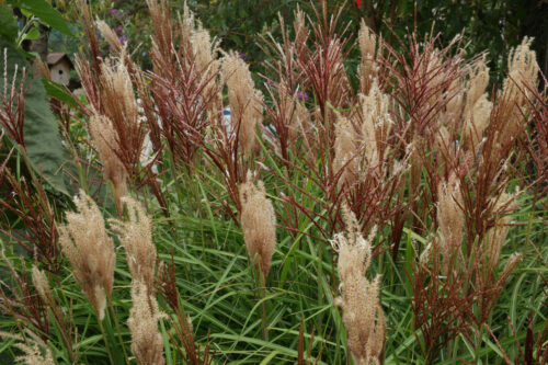 Miscanthus sinensis 'Rotsilber' - Obrázek 1