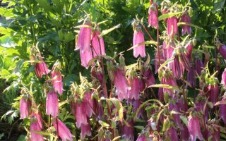 Campanula punctata Rubriflora, K 9